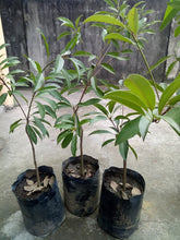 Chico - Grafted Seedling (Sao Manila variety)