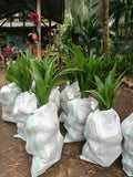 Aromatic Dwarf Coconut