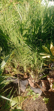 Dates Palm Tree