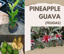 Feijoa (Pineapple Guava)