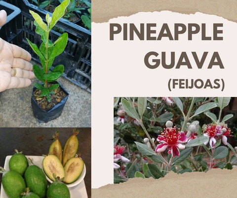 Feijoa (Pineapple Guava)