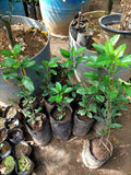 Fuji Apple Seedling