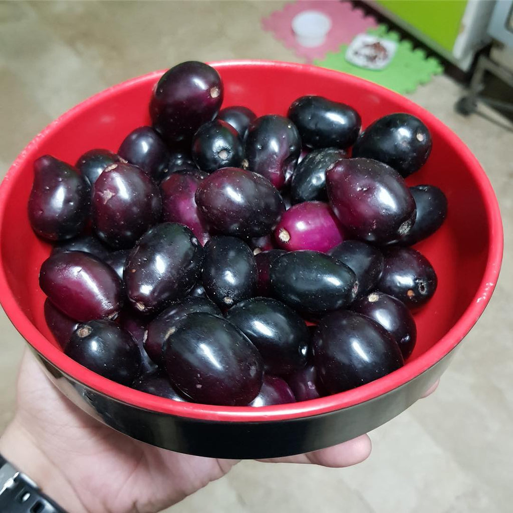 Duhat Color Giant Duhat – Lunti Plant Nursery