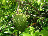 Sweet Guyabano