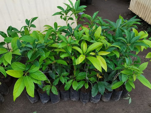Avocado (Hass, grafted ~2ft)