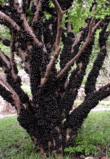 Buy Jaboticaba Tree Seedling Online – Lunti Plant Nursery