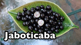 Jaboticaba / Brazillian Grapes (Sabara variety)
