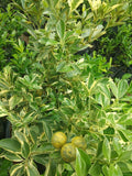 Variegated Kalamansi