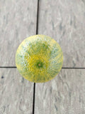 Variegated Kalamansi