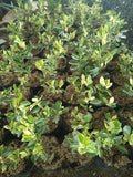 Variegated Kalamansi