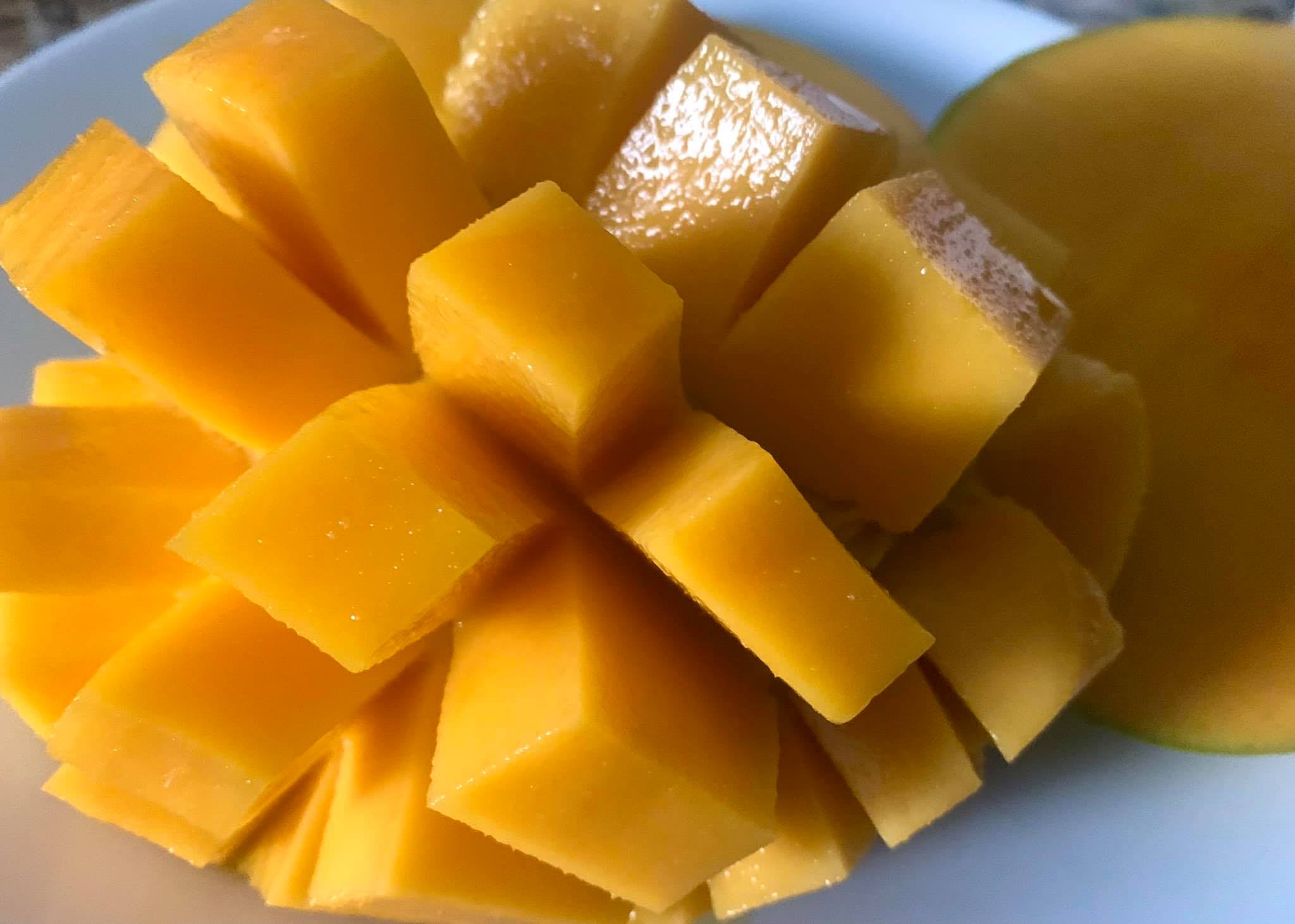 Mango Kit Florida Kiett Mango – Lunti Plant Nursery