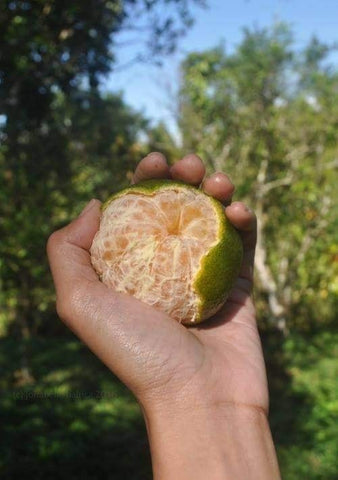 Lado Citrus (Matured plant, grafted)