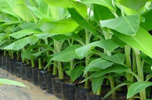 Tissue Cultured Banana Plantlets (Cardava Variety)
