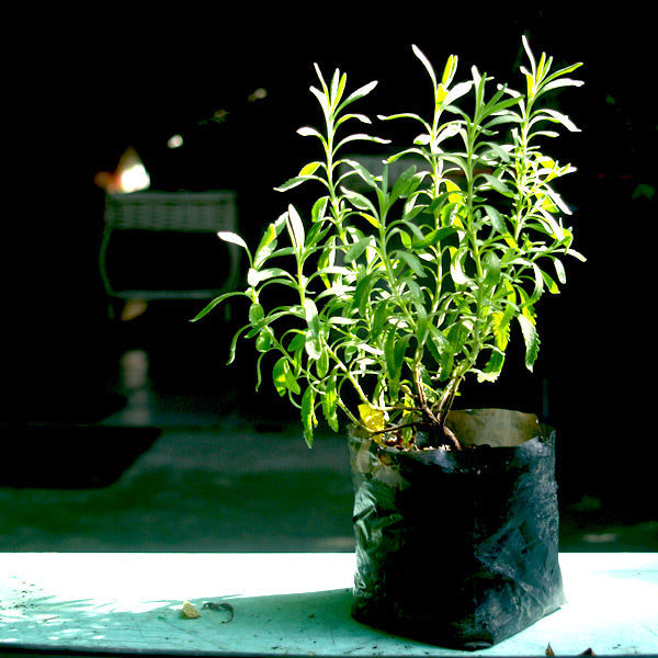 lavender plant for sale philippines Lavender – Lunti Plant Nursery
