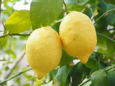 American Lemon Seedling