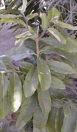 Mabolo Tree Seedling