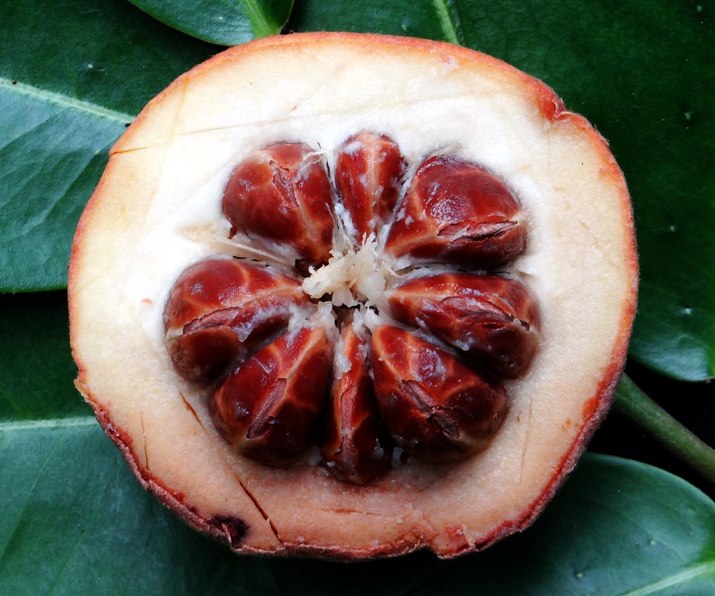 Mabolo Tree Seedling – Lunti Plant Nursery