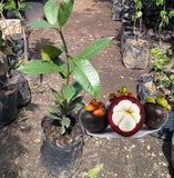 Mangosteen (grafted seedling)