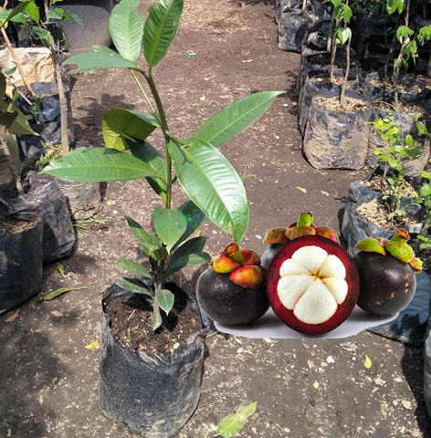 Mangosteen (grafted seedling)