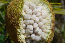 Marang Seedling