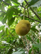 Marang Seedling