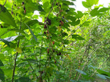 Mulberry Seedlings (Australian Variety)