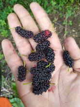Mulberry Seedlings (Australian Variety)