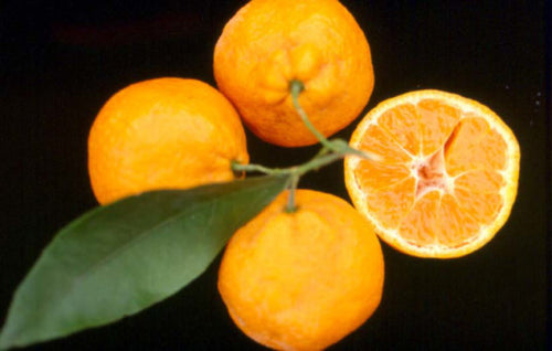 Japanese (Satsuma) Tangerine