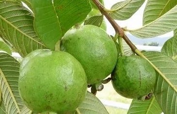 Guava - Native Variety – Lunti Plant Nursery