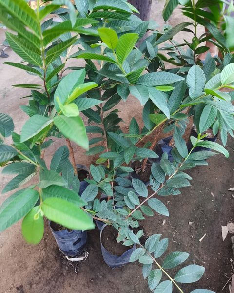 Guava Native Map Guava - Native Variety – Lunti Plant Nursery