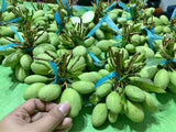 Paho Mango (Fruits)