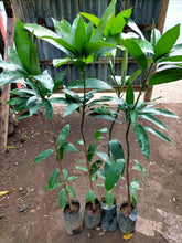 Mango (Paho, grafted ~2-3ft)