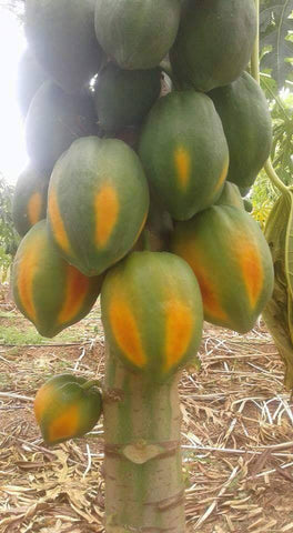 Papaya Seedlings (Red Lady Variety)