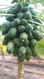 Papaya Seedlings (Red Lady Variety)