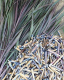Red / Purple Napier Cuttings (100's)