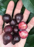 Purple Forest Guava