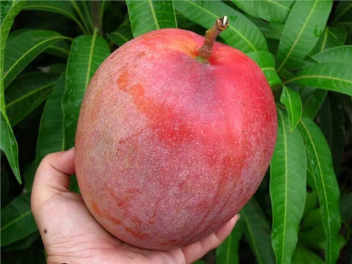 Australian Red R2E2 Mango