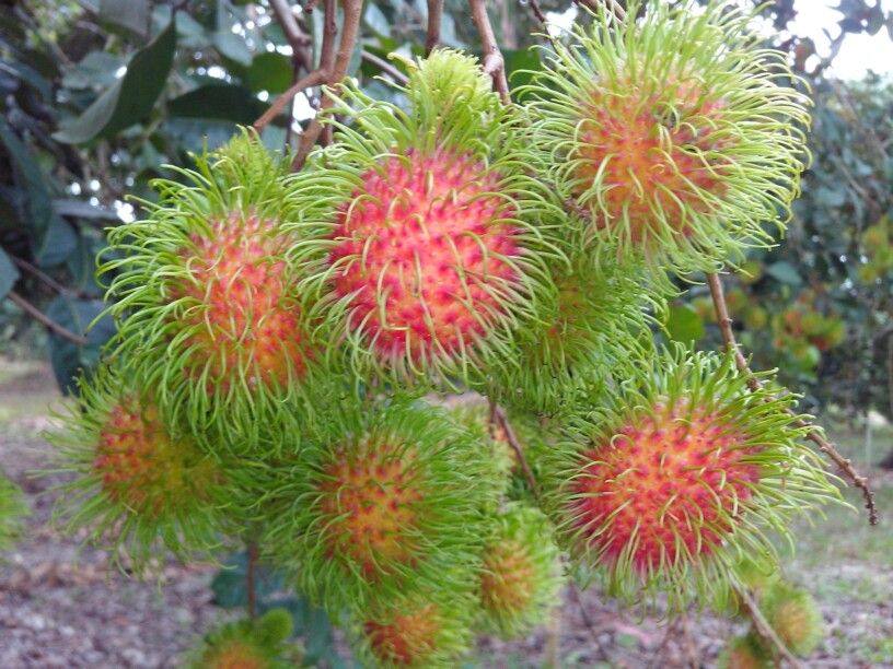 Rambutan Grafted Seedling – Lunti Plant Nursery