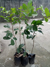 Rambutan Grafted Seedling
