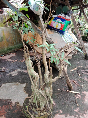 Bonsai (Balete)