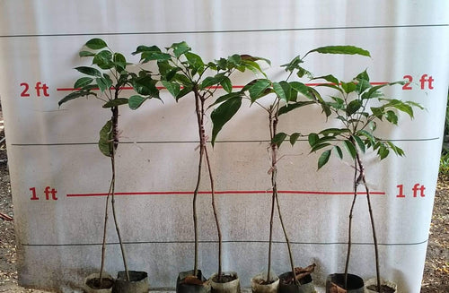 Pili Nuts Double-rootstock grafted seedlings