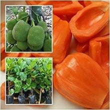 Langka / Jackfruit - Red Sun variety