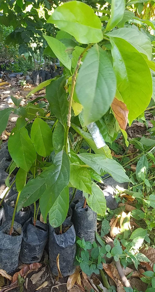 Reed Avocado – Lunti Plant Nursery