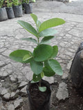 Seedless Guava  (Marcotted)