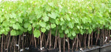 Grapes Seedlings (established from cuttings)