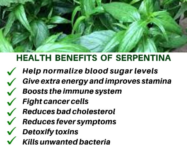 snake plant benefits tagalog Serpentina – Lunti Plant Nursery