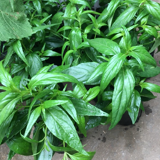 where to buy snake grass plant Serpentina – Lunti Plant Nursery