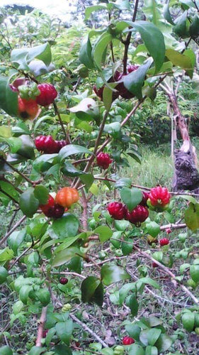 Black Surinam Cherry Seedlings (Pitanga)