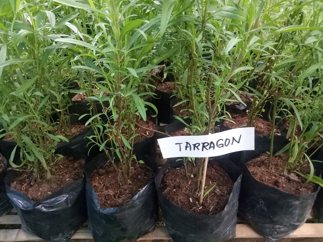 Taragon Seedling