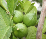 Dayap Lime Seedling